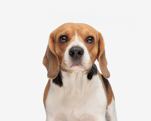 beautiful little beagle dog looking forward and standing
