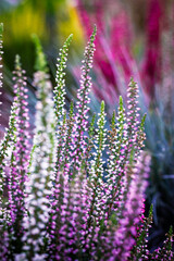 Vivid lilac and purple heather twigs flower growing in a flowerbed or in a woods. Wild fall blooming flowers outdoors. Calluna vulgaris in full bloom.