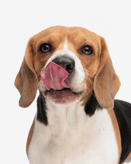 greedy little beagle puppy sticking out tongue and licking mouth