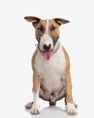 adorable bull terrier dog with silver collar sticking out tongue and panting