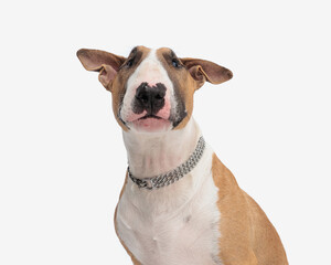cute bull terrier dog with silver collar looking forward and sitting