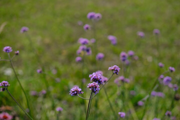 Delicate purple wildflowers blooming in a sunny meadow during springtime, surrounded by lush greenery