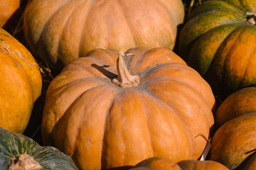 Harvested pumpkins on display at a local farm during autumn season in bright sunlight