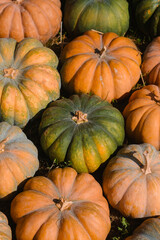 Colorful pumpkins in various shades arranged on the ground during autumn harvest season