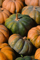 Colorful pumpkins of various shapes and sizes displayed outdoors in autumn harvest season