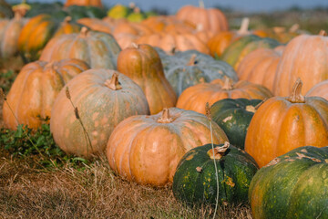 Vibrant pumpkins scattered across a field during a sunny autumn day