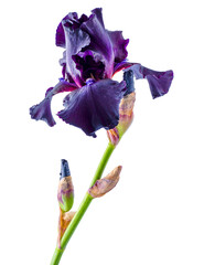 Iris flower isolated on white background. Dark violet color petal bud flower.