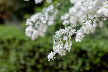 apple blossom in the garden spring time - Image