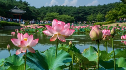 The beautiful lotus flowers blooming in the ponds of the Seoul Forest, creating a serene environment for visitors.