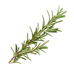 Fototapeta premium Rosemary branch on white background
