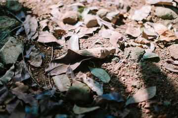 Fallen dry leaf on the ground, showcasing natural textures and the beauty of decay
