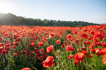 Red poppy field under a blue sky.