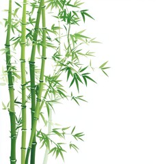 Fototapeta premium Vibrant green bamboo stalks with delicate leaves against a clean white background, perfect for nature-themed designs.