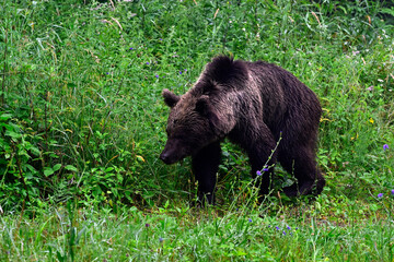 Europäischer Braunbär (Ursus arctos arctos) - Karpaten, Rumänien // European brown bear - Carpathians, Romania © bennytrapp