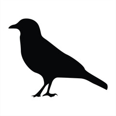 crow silhouettes. Bird vector illustrations. Crow silhouette icons isolated. Black White.