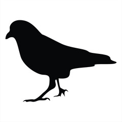 Obraz premium crow silhouettes. Bird vector illustrations. Crow silhouette icons isolated. Black White.