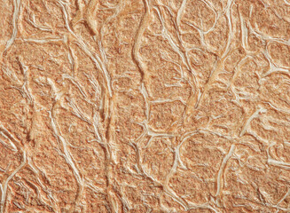 macro texture of the inner part of the coconut shell