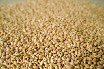 Close-up of pearl barley grains scattered across a surface, highlighting the texture and detail of the raw cereal.