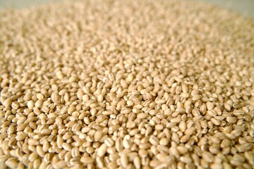 Close-up of pearl barley grains scattered across a surface, highlighting the texture and detail of the raw cereal.