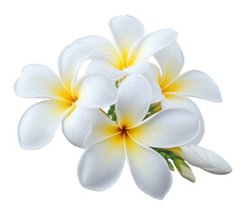 High-Quality PNG of Frangipani flower on transparent png Isolated on White Background – High Resolution