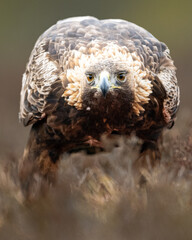 Golden eagle portrait in the bog