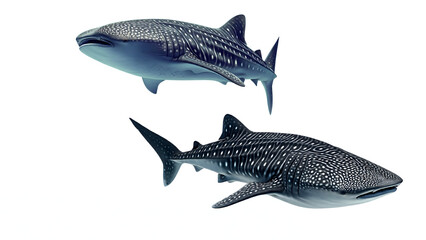 Naklejka premium Two Illustrated Whale Sharks in Artistic Style