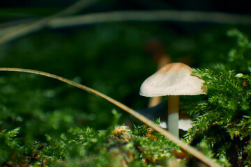small mushroom in autumnal green forest, macro shot