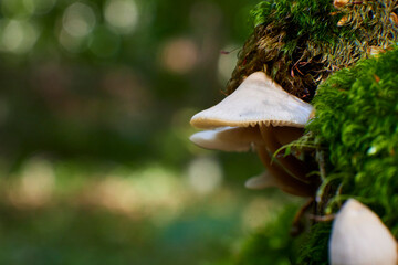 small mushroom in autumnal green forest, macro shot