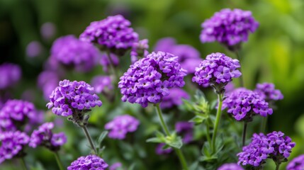 Fototapeta premium Vibrant clusters of purple flowers blooming in a lush garden during the warm spring season
