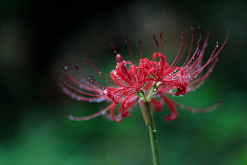 雨粒がついた彼岸花