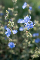 Blue cornflower flowers, common plant, weed.
