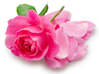 Opened pink rose or Bulgarian rose covered with water drops and some petals near it on pink background. File contains clipping path.