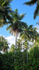 Obraz premium Coconut trees with blue sky clouds in the garden at Mekong Delta Vietnam. 