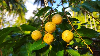 Close up of longan fruit on the tree in the garden, ready to harvest in Mekong Delta Vietnam.