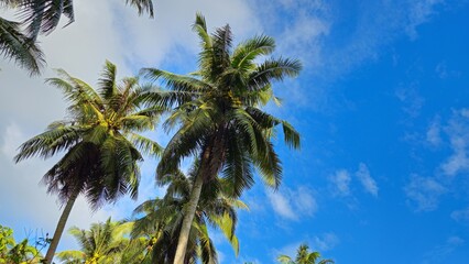 Fototapeta premium Coconut trees with blue sky clouds in the garden at Mekong Delta Vietnam. 