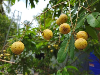 Close up of longan fruit on the tree in the garden, ready to harvest in Mekong Delta Vietnam.