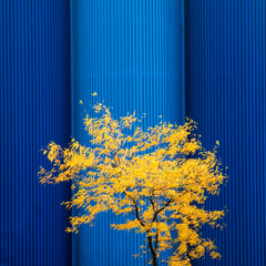 Baum tree yellow gelb herbst autumnfall blätter leaf blau blue getreidesilo grain silo Elmshorn...