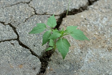 A Small Plant Growing Through a Crack in the Concrete
