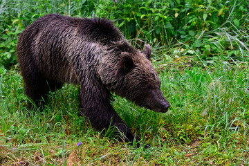 Europäischer Braunbär (Ursus arctos arctos) - Karpaten, Rumänien // European brown bear - Carpathians, Romania © bennytrapp