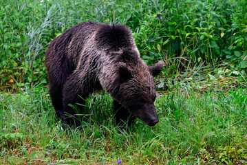 Europäischer Braunbär (Ursus arctos arctos) - Karpaten, Rumänien // European brown bear - Carpathians, Romania © bennytrapp