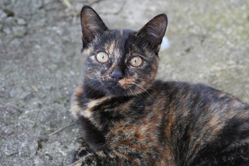 portrait of a mixed kitten