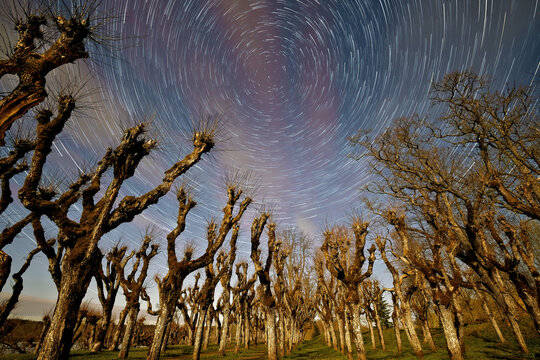 Beautiful Katvari linden trees with startrails.