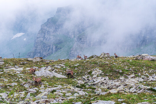 Group of albine ibexes on grassy terrain with stones in Alpi Cozzie mountains in Italy near borders with France