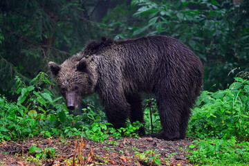 Europäischer Braunbär (Ursus arctos arctos) - Karpaten, Rumänien // European brown bear - Carpathians, Romania © bennytrapp