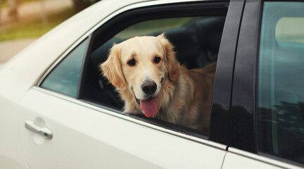 Happy young Golden Retriever dog sitting in car looking out window during a ride