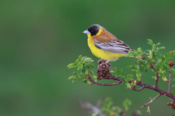 Wildlife - Birds. Eurasian siskin (Spinus spinus), open areas with bushes with low plants, steppes are their habitat. They generally feed on grass seeds and cereal grains.
