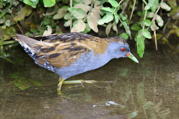Wildlife - Birds. They live in little crake, all lakes and ponds with dense reed beds and fresh water. They feed on various aquatic plants, plant seeds and various insects.