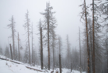 winter wonderland with snowy fir trees in the mountains