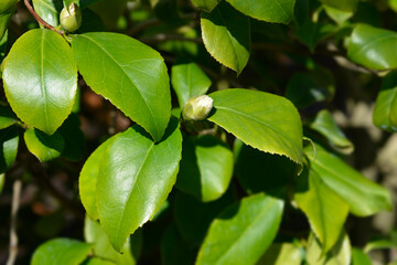 Camellia flower bud