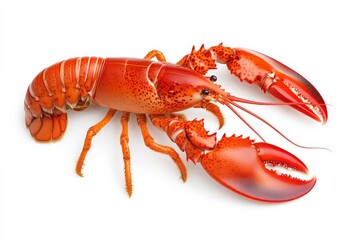 High-quality studio shot of a vibrant red lobster isolated on a white background, showcasing detailed claws and antennae.